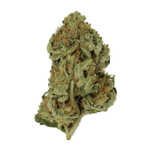 Bubblegum – 1 ounce | Herb Heaven Canada