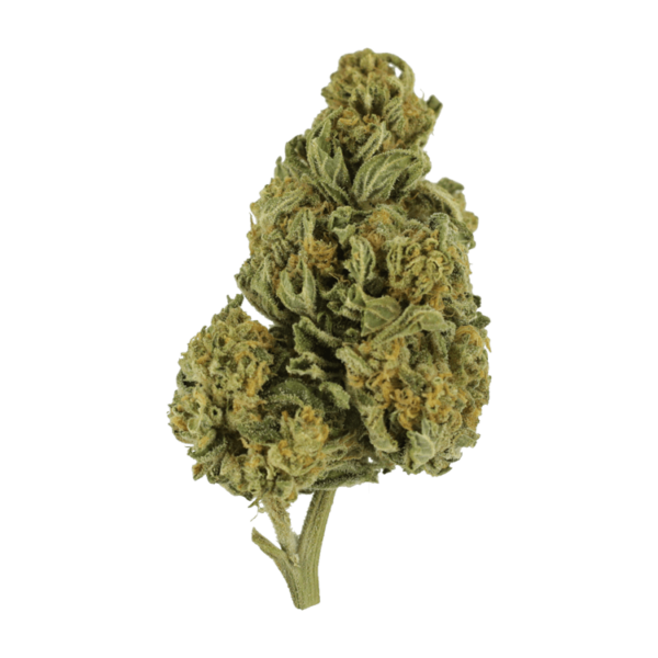 Blackwater | Herb Heaven Canada