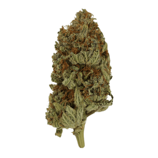 Congo | Herb Heaven Canada