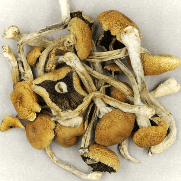 Cambodian Psilocybe Cubensis | Herb Heaven Canada