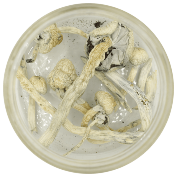 Great White Monster Cubensis | Herb Heaven Canada