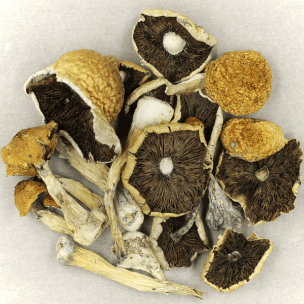 Penis Envy Cubensis | Herb Heaven Canada