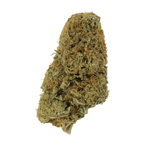 Sugar Pine | Herb Heaven Canada