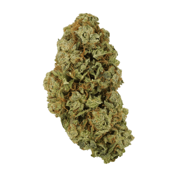 Sugar Pine | Herb Heaven Canada