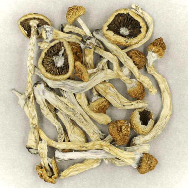 Texas Yellow Cap | Herb Heaven Canada