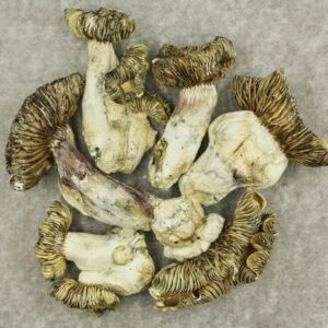 White Burma | Herb Heaven Canada