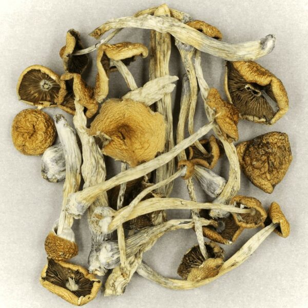 Psilocybe Cubensis Mexicana | Herb Heaven Canada