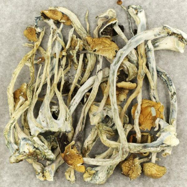 Amazonian Cubensis | Herb Heaven Canada