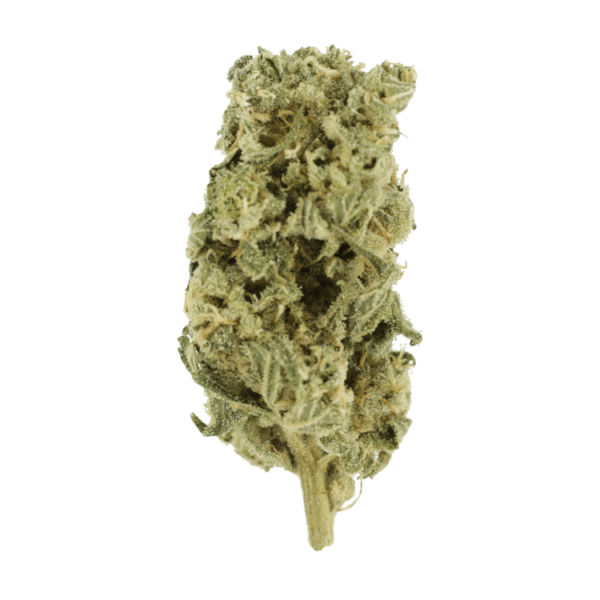 Hash Plant – 1oz / $60 | Herb Heaven Canada