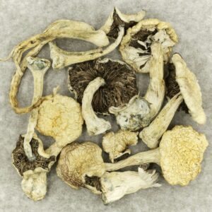 Leucistic Burma | Herb Heaven Canada